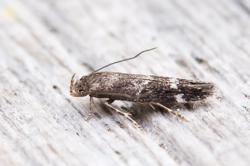 Mompha subbistrigella - Catalogue of the Lepidoptera of Belgium
