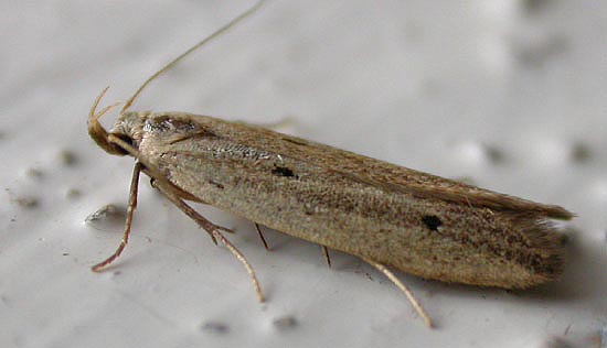 Monochroa divisella - Catalogue of the Lepidoptera of Belgium