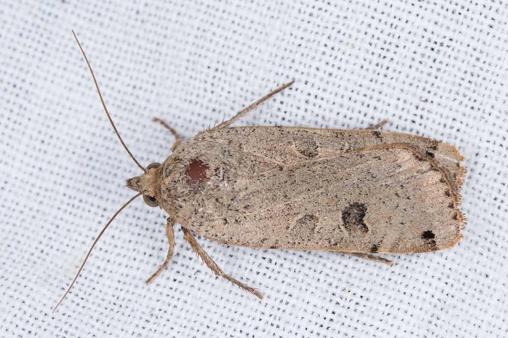 Noctua orbona - Catalogue of the Lepidoptera of Belgium