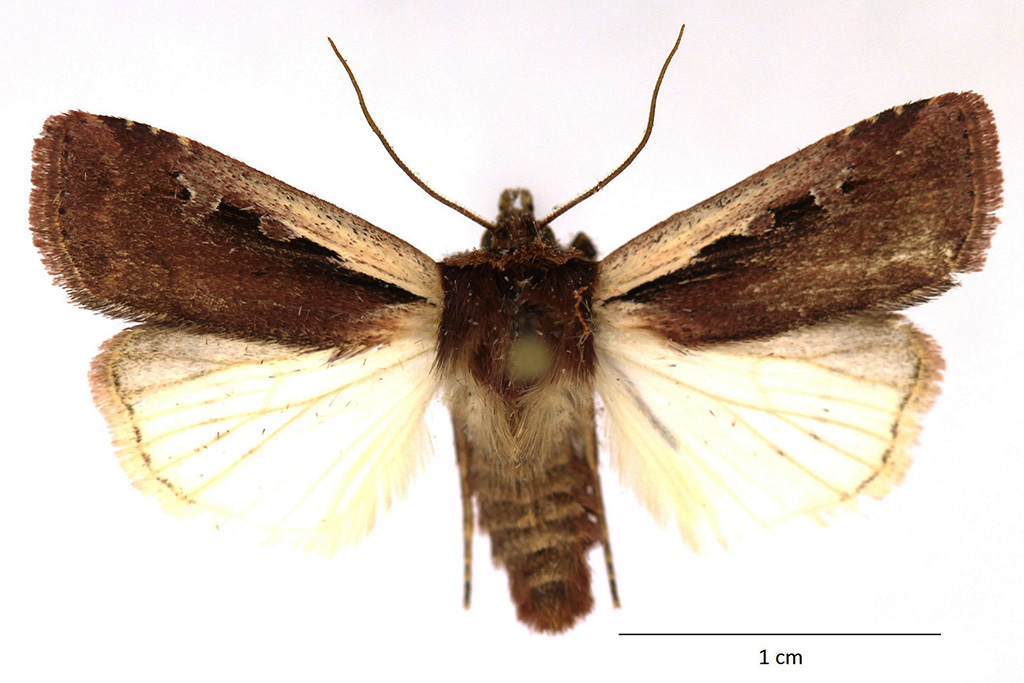 Ochropleura plecta - Catalogue of the Lepidoptera of Belgium