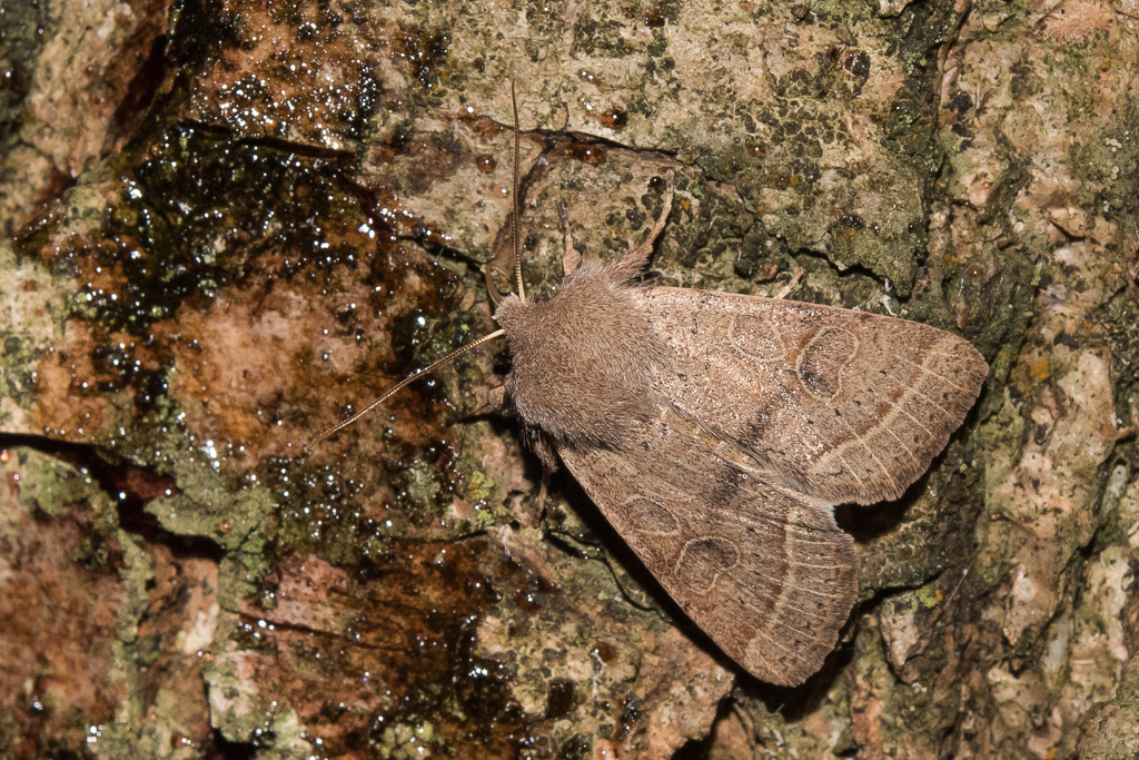 Orthosia cerasi - Catalogue of the Lepidoptera of Belgium