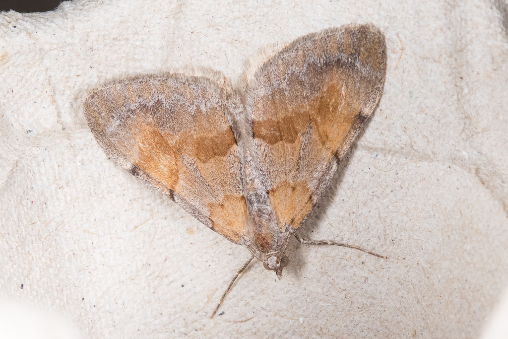 Pennithera firmata - Catalogue of the Lepidoptera of Belgium