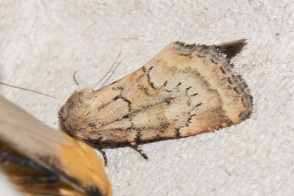 Photedes minima - Catalogue of the Lepidoptera of Belgium