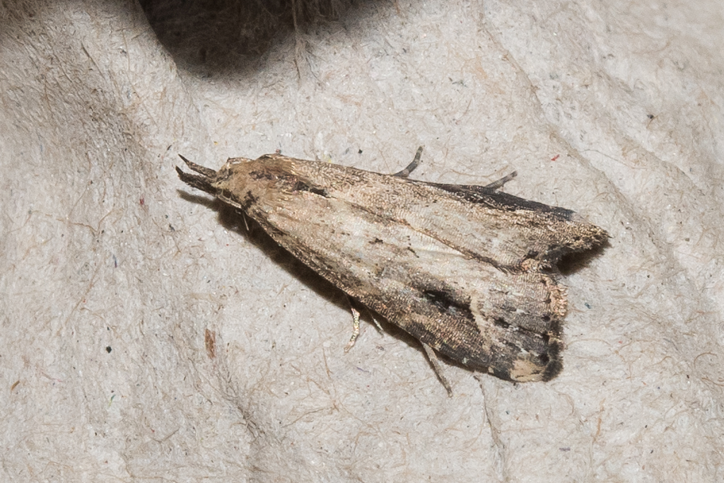 Schrankia costaestrigalis - Catalogue of the Lepidoptera of Belgium